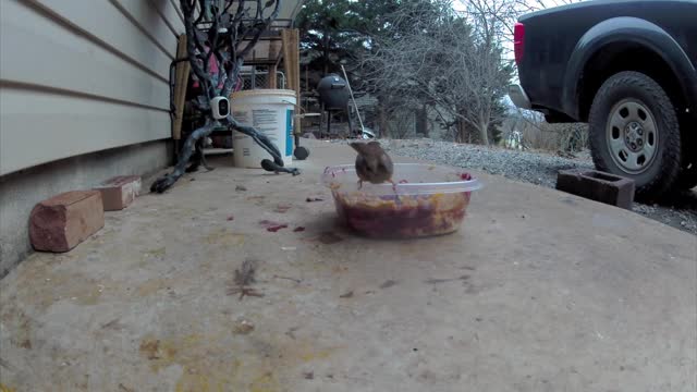 Carolina Wrens Coming for Breakfast