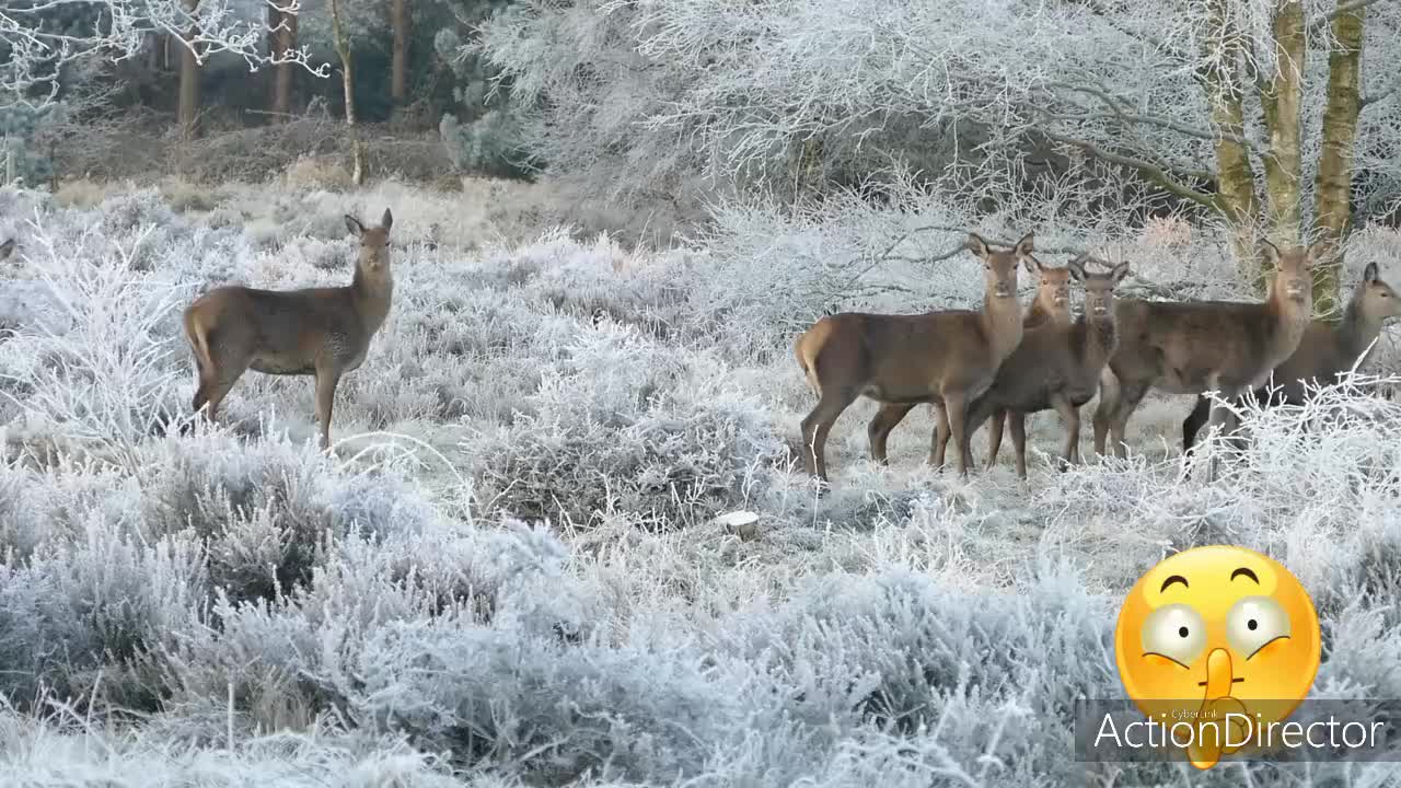So BEAUTIFUL ANIMAL IN THE FOREST
