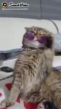 cute baby funny animal videos cats pro life tip