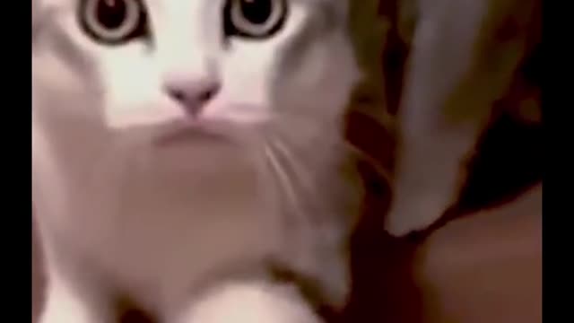 Кот быдло😂