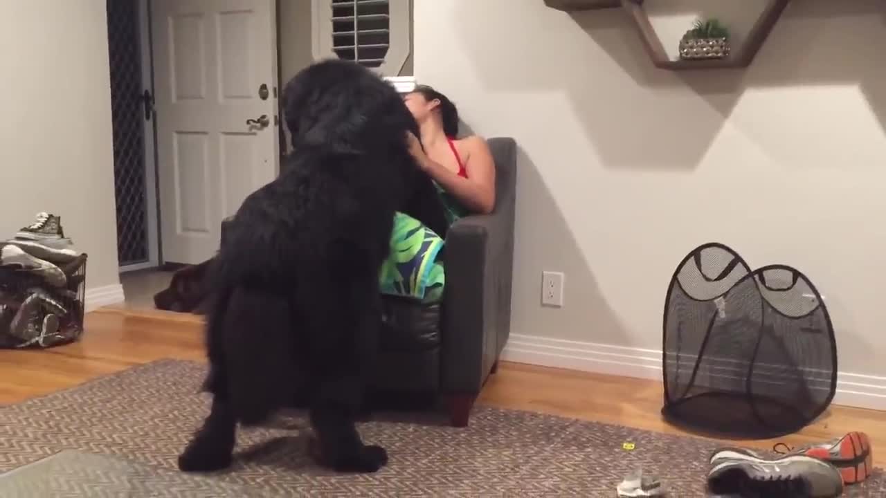 Massive Newfoundland thinks he's a lap dog