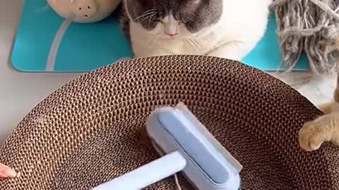 Brush for pets