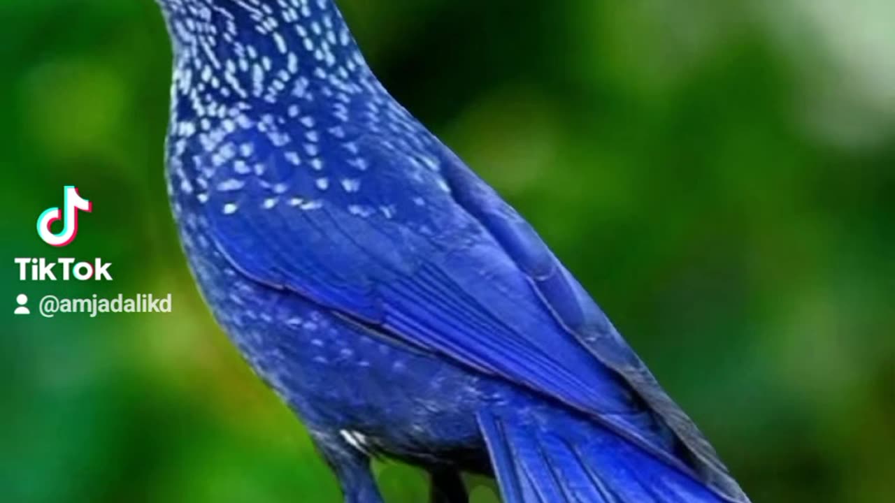 Rare and beautiful birds