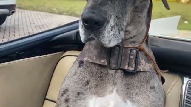 Great Dane! This is how a perfect gentleman look like