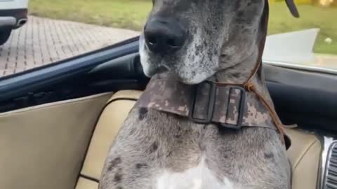 Great Dane! This is how a perfect gentleman look like