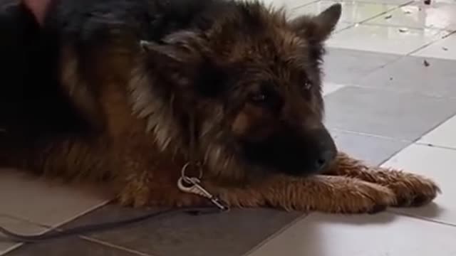 How My Dog Saved a German Shepherd