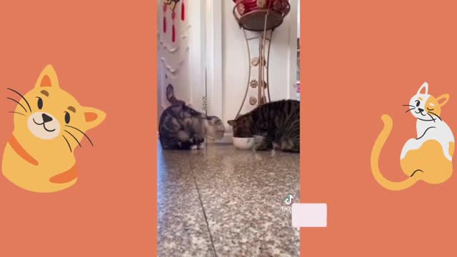 BEST CAT MEMES - FUNNY CAT