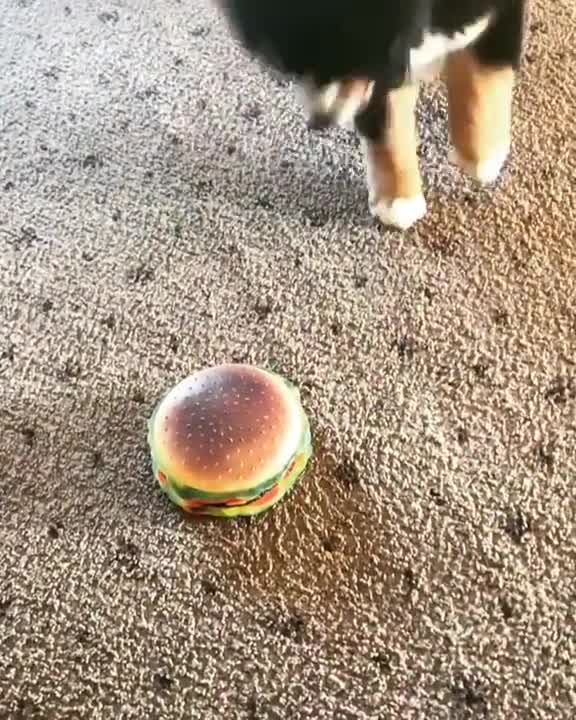 Cachorro confundido completamente desconcertado por una hamburguesa de juguete