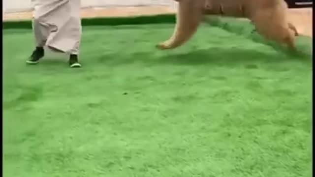Arab vs Bear