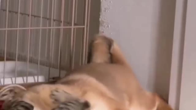 Dogs and cats play