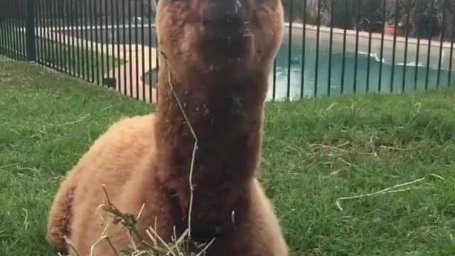 Funny Animal Eating Food