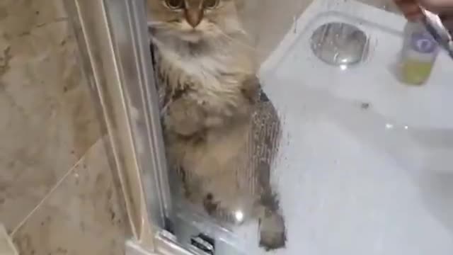 Cat taking a bath 2