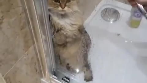 Cat taking a bath 2