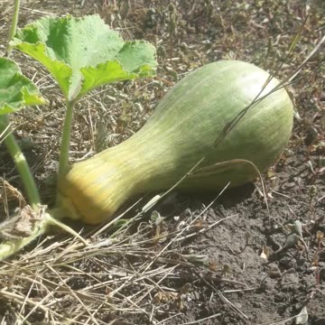 Pumpkin in the garden