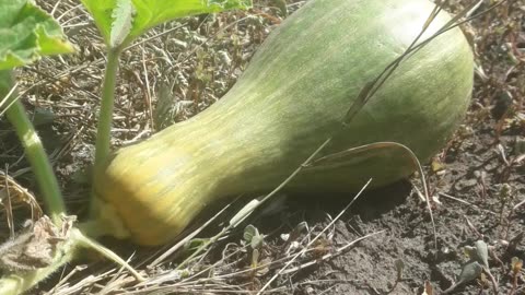 Pumpkin in the garden