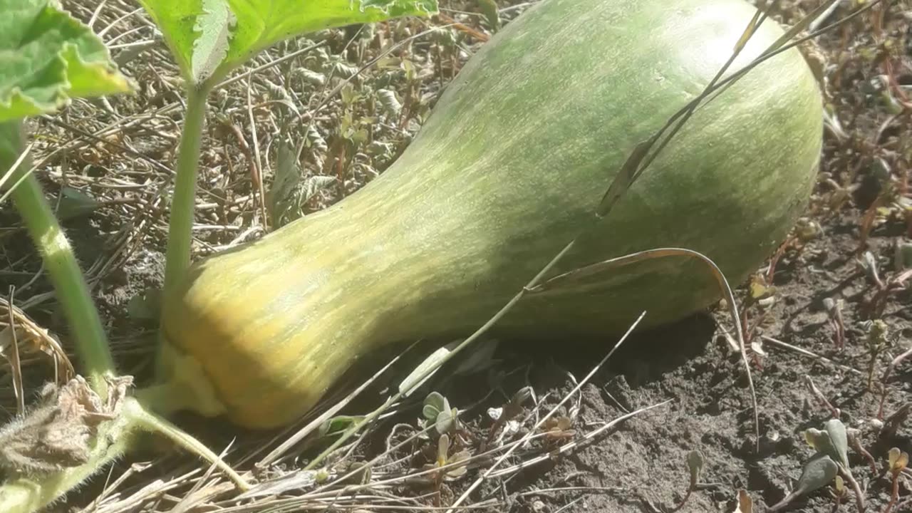 Pumpkin in the garden