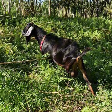 The sight and sounds of the farm. One of my happy places!!