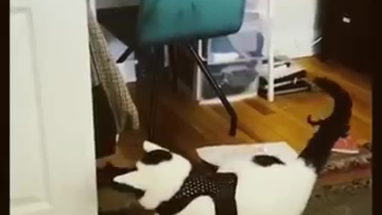 Funny cats video