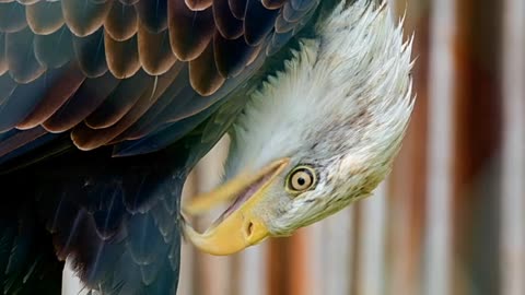 Eagle rubs a jacket and cleans it