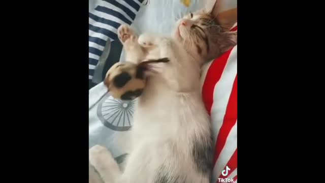 Cats funny videos #cats #catfunny #funnyvideos #funnyanimal