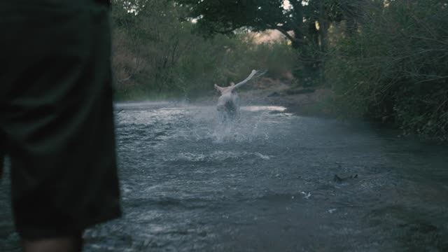 The dog catches the ball and runs in the river