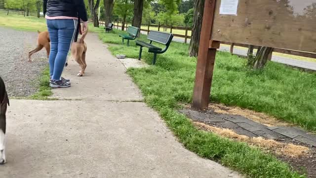 German Shepherd Attacks Pitbull [OFF LEASH DOG PARK]