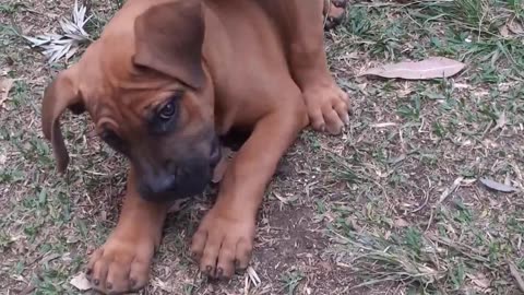 Boerbel puppies playing