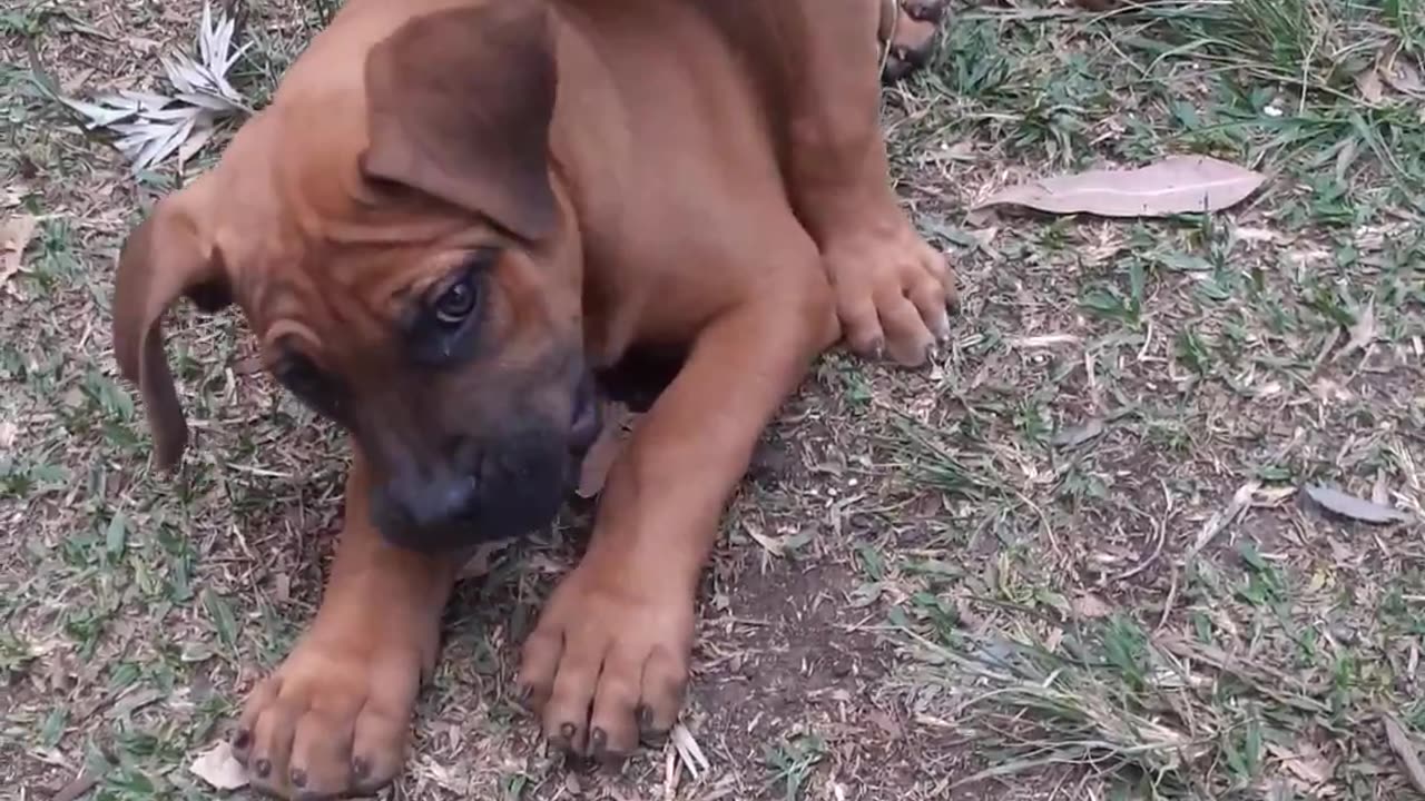 Boerbel puppies playing