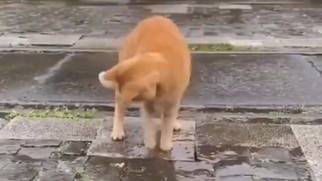 Try not to laugh - smart cat
