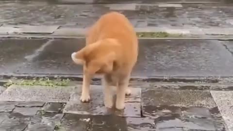 Try not to laugh - smart cat