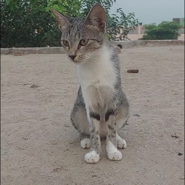 Mama Cat Takes Back Crying Kitten From Toddler#shorts video