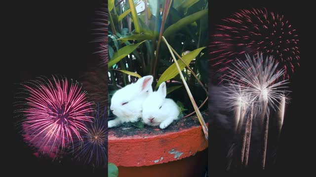 Best Rabbits, Cavalier have cutest training session