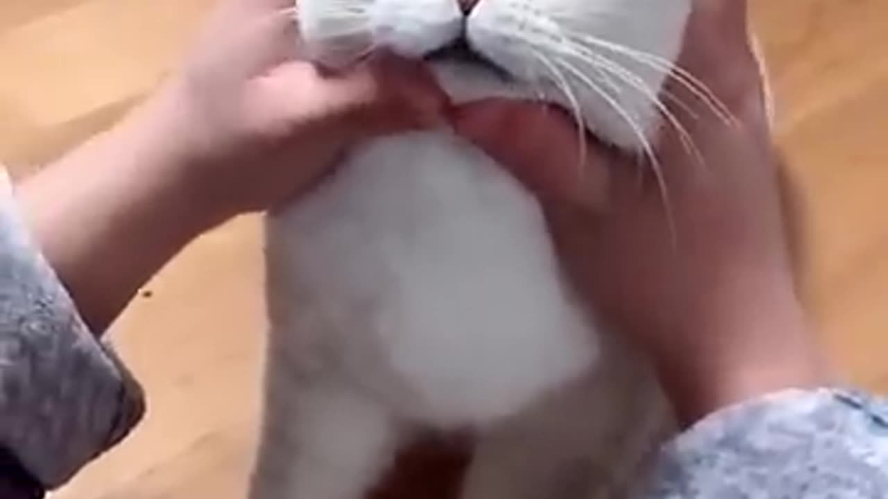 funny cat