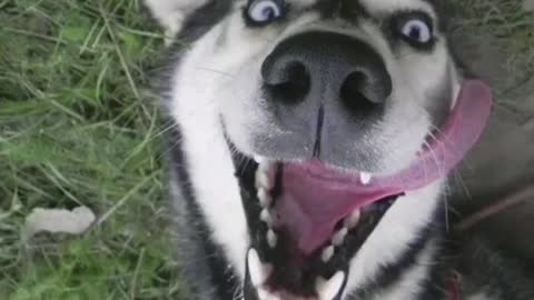 My cutie dog