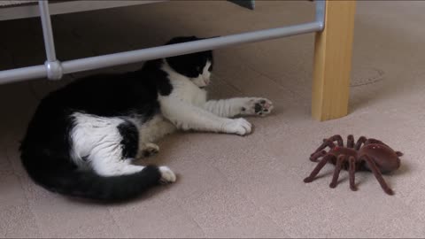 Funny video cute baby cat funny video