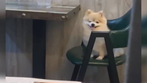 Cute baby dog jump for open the door he is very brave