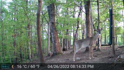 The Woods - 04/27/2022