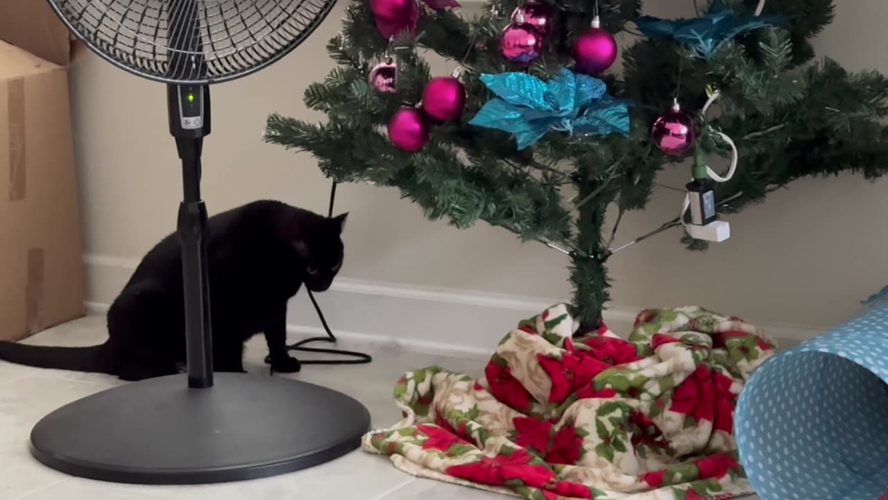 Cute Precious Piper Explores Around the Christmas Tree - Adopting a Cat from a Shelter Vlog