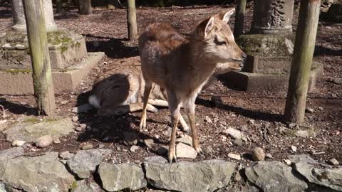 Baby deer and its mother in Nara