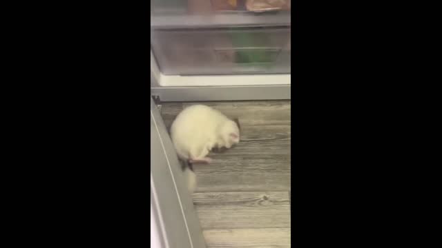 Hungry chinchilla opens up fridge to get a snack #Shorts