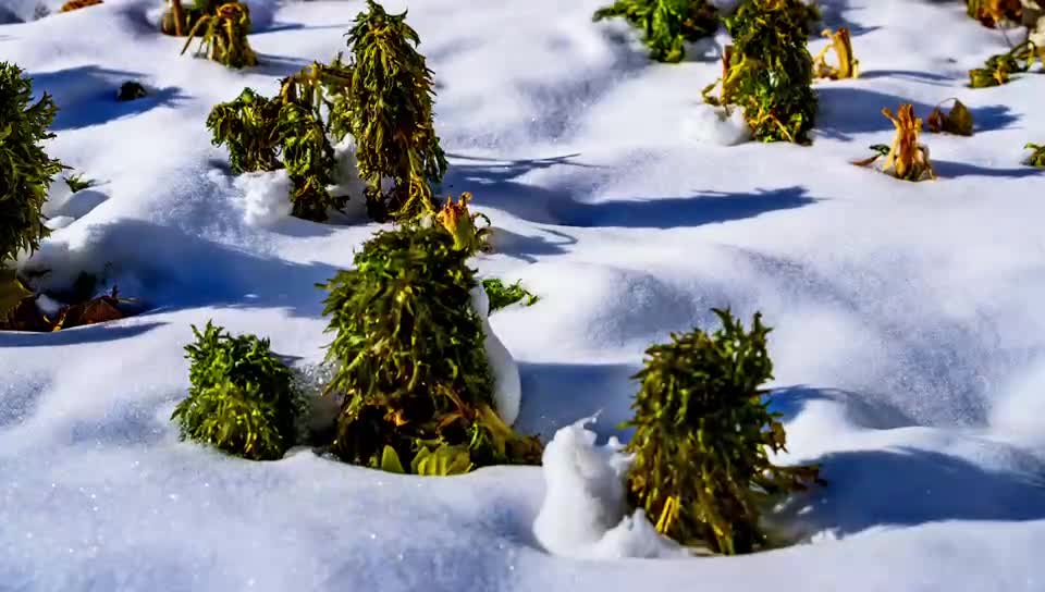 I took pictures of the snow melting for a long time