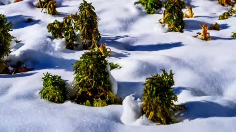 I took pictures of the snow melting for a long time