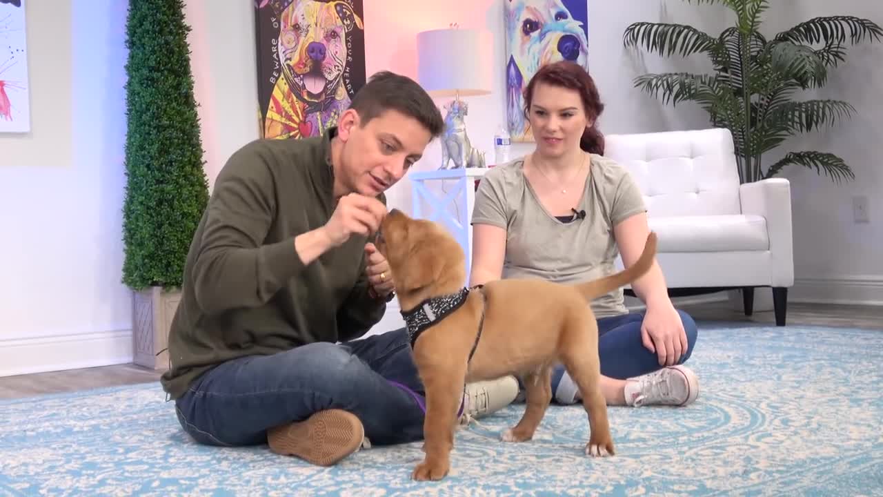 How To Train Your Puppy to STOP BITING You! 3 Things That WILL Work!