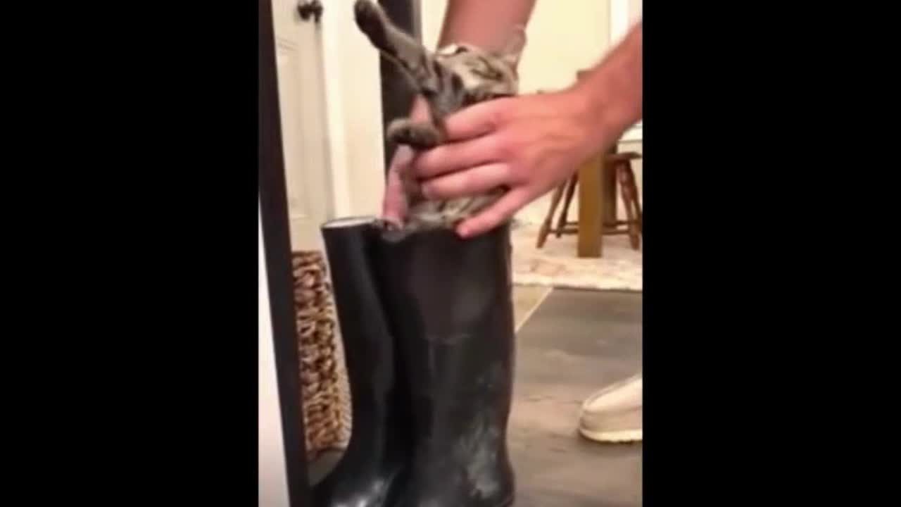 Most of the human happiness comes from their own pets!!