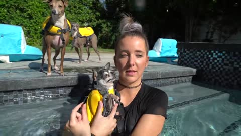 Teaching My Dogs Best Techniques On How To Swim And Be Submissive