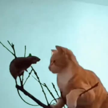 Fanny Cat Video And Cute Cat Video