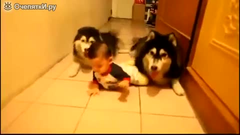 Husky crawling after the baby