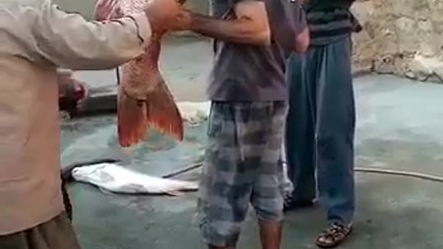 Big fish in saudi arabia read sea