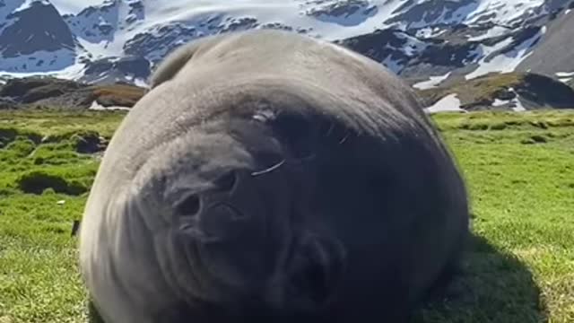 🦭Seal sneezes 🤧 | ADORABLE!