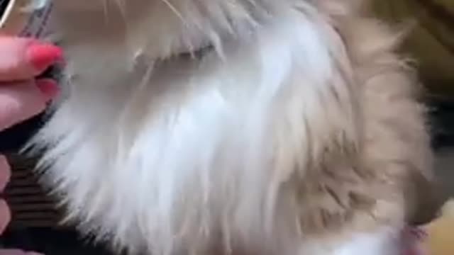 Cat video cat short video